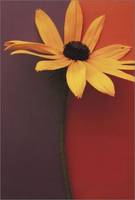 Flower Portraits Journal